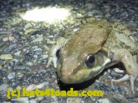 /home//u458753944/public_html/sourcegallery//Roxborough Toad Detour/2013-2019/2013/2013-05-08/P1120353.JPG